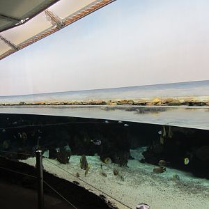 Burgers' Ocean - Lagoon #1