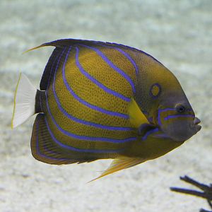 Burgers' Ocean - Blue ring angelfish