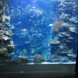 Burgers' Ocean - Reef canyon