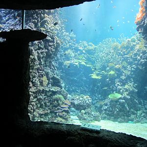 Burgers' Ocean - Living reef