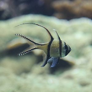 Burgers' Ocean - Banggai cardinalfish