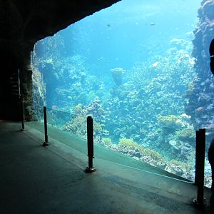 Burgers' Ocean - Living reef tank