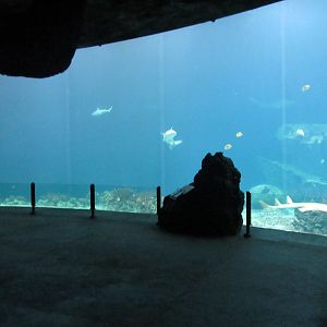 Burgers' Ocean - Open ocean tank