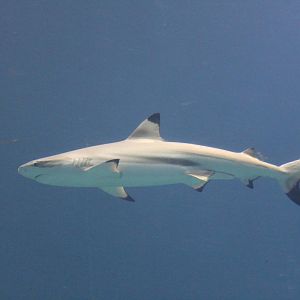 Burgers' Ocean - Blacktip reef shark
