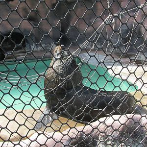 male patagonian sea lion acuario nacional