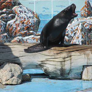 sea lion show acuario nacional
