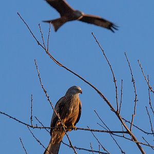 Red kite (wild) : Hamerton : 08 Feb 2015