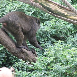 Allen's Swamp Monkey