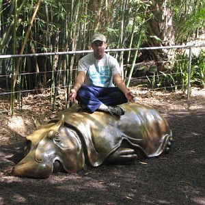 Hippo meditation