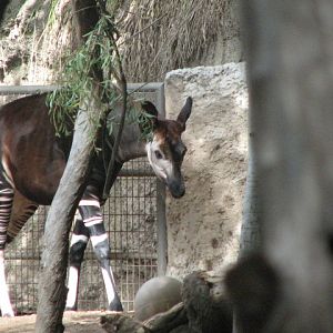 Okapi