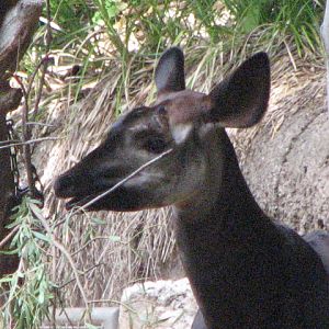 Okapi