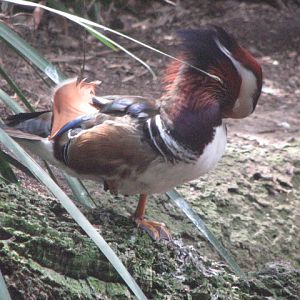 Mandarin duck