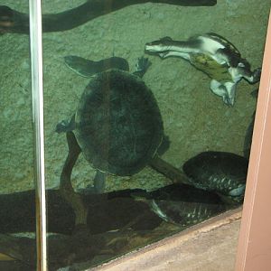 Turtle tank