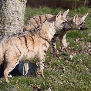 Eastern aardwolf : Hamerton : 07 Mar 2015