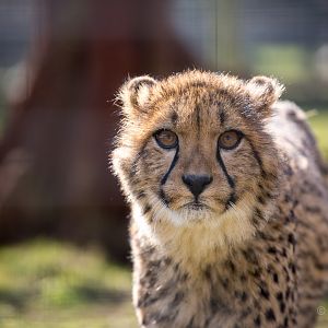 Cheetah : Hamerton : 07 Mar 2015