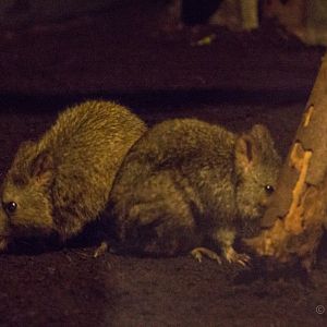 Long-nosed potoroo : Hamerton : 27 Mar 2015
