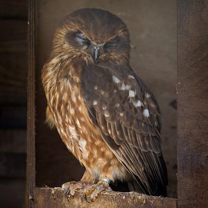 Boobook owl : Hamerton : 27 Mar 2015