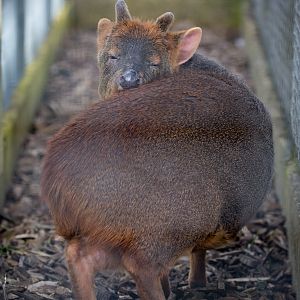 Chilean / southern pudu : Hamerton : 27 Mar 2015