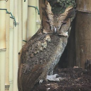 Luzon scops owl Chester Zoo 2015