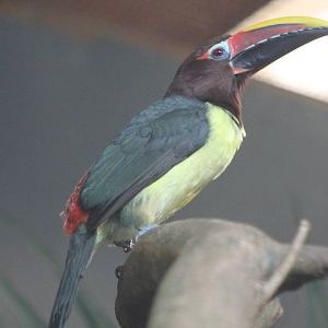 green ara?ari Chester Zoo 2015