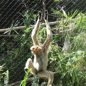 Red Cheeked Gibbon