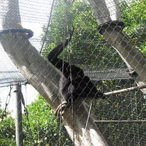 Red Cheeked Gibbon