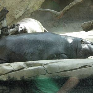 Pygmy Hippopotamus