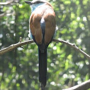 Racquet-tailed roller