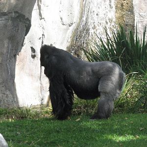 Western Lowland Gorilla