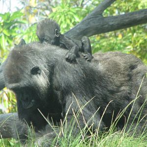 Western Lowland Gorilla