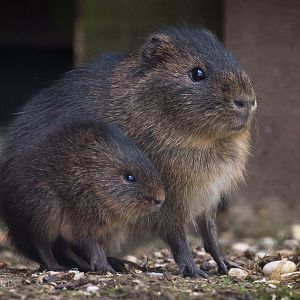 Greater guinea pig / swamp cavy : Hamerton : 27 Mar 2015