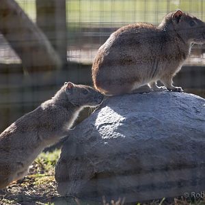 Rock cavy : Hamerton : 27 Mar 2015