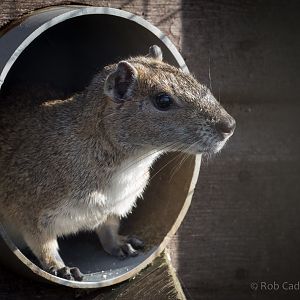 Rock cavy : Hamerton : 27 Mar 2015