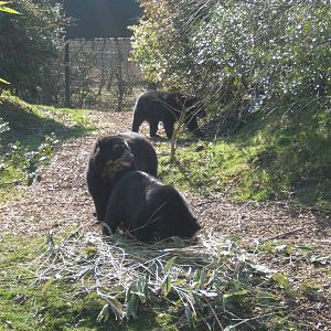 Spectacled Bear`s