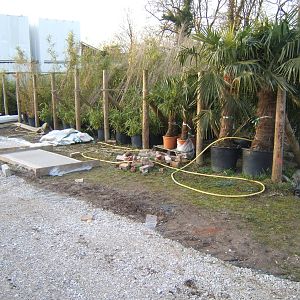 Plants waiting to go in Islands