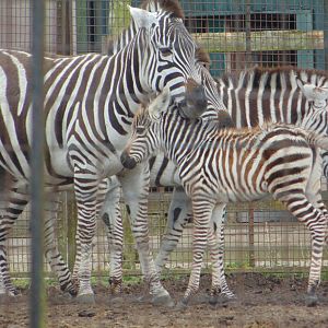 Polly - Grant Zebra Foal