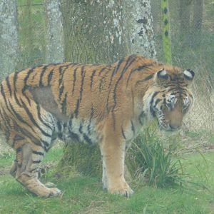 Amur Tiger
