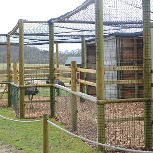 Emu in the Hunters of the Sky area