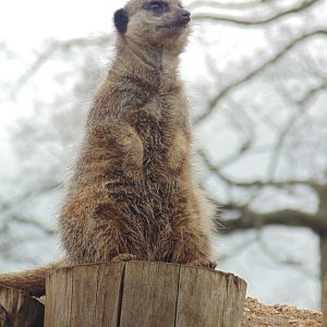 Meerkat
