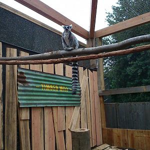 In With The Lemurs