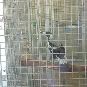 I.D. on species of Bird