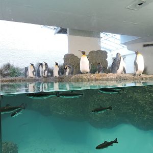 King penguins and trouts