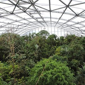 "Masoala" Malagasy rainforest