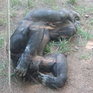 Bonobo