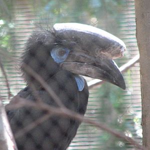 Black-casqued Hornbill