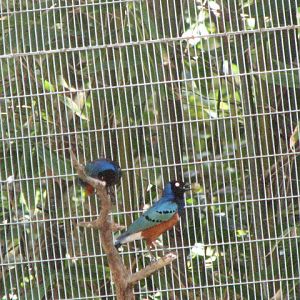 Superb starling