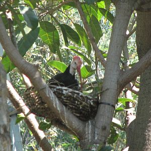 Southern Bald Ibis