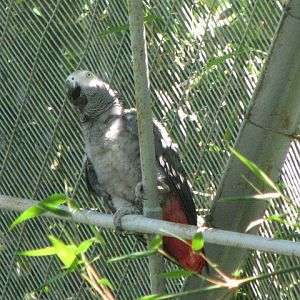 African Grey Parrot