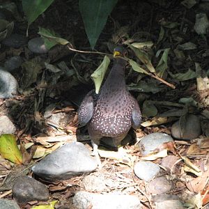 African Olive Pigeon