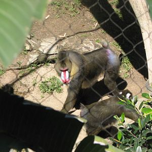 Mandrill